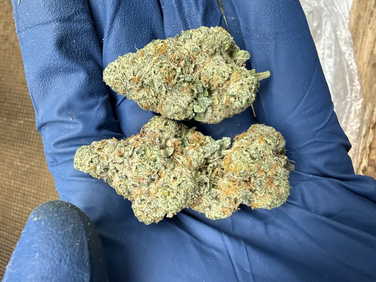 Full Gas Flower